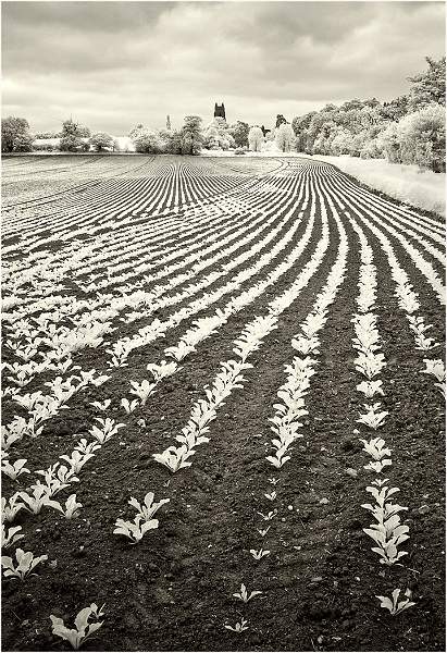 Sugar Beet field near Stoke by Nayland.jpg